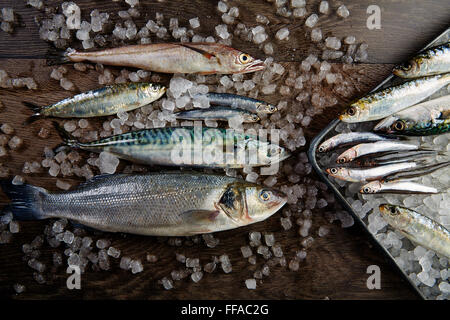 Pesce fresco mix nasello spigola Sardina Sgombro acciughe su ghiaccio e legno Foto Stock