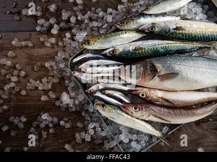 Pesce fresco mix nasello spigola Sardina Sgombro acciughe su ghiaccio e legno Foto Stock