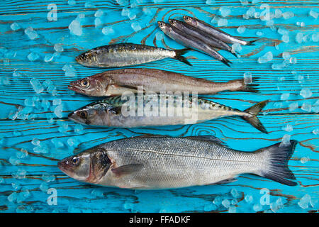 Pesce fresco mix nasello spigola Sardina Sgombro acciughe Foto Stock