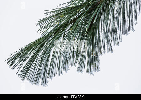 Frosty aghi orientale di pino bianco, Pinus strobus, durante un gelido inverno mattina nel centro di Michigan, Stati Uniti d'America Foto Stock