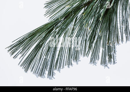 Frosty aghi orientale di pino bianco, Pinus strobus, durante un gelido inverno mattina nel centro di Michigan, Stati Uniti d'America Foto Stock