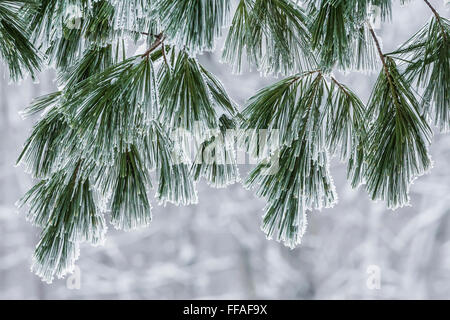 Frosty aghi orientale di pino bianco, Pinus strobus, durante un gelido inverno mattina nel centro di Michigan, Stati Uniti d'America Foto Stock