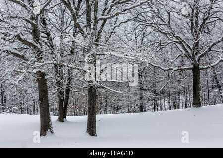 Trasformata per forte gradiente frost aggrappandosi ad ogni ramoscello e ramo di quercia durante una giornata invernale nel centro di Michigan, Stati Uniti d'America Foto Stock