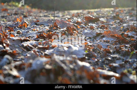 Foglie d'inverno con la brina visto dal livello del terreno con al di fuori della messa a fuoco in primo piano Plessey boschi, Morpeth Foto Stock