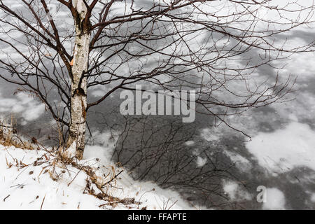 Carta Betulla Betula papyrifera, in inverno lungo un lago ghiacciato a laghi canadesi nei pressi di Stanwood, Michigan, Stati Uniti d'America Foto Stock