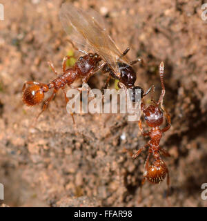 Rosso e nero combattere formiche. Comuni della red ant (Myrmica rubra) lavoratori attaccando nero garden ant (Lasius niger) maschio alato Foto Stock