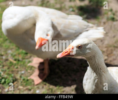 Due oche bianche in una fattoria in Germania. Foto Stock