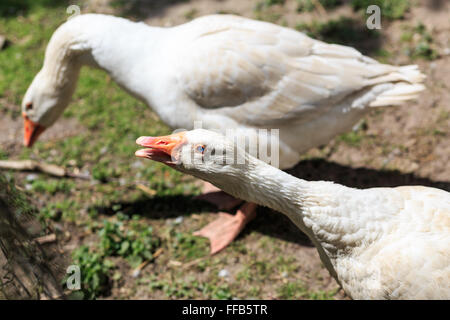 Due oche bianche in una fattoria in Germania. Foto Stock