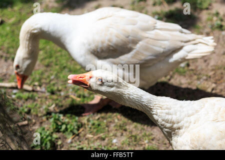 Due oche bianche in una fattoria in Germania. Foto Stock