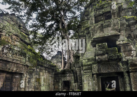 Cortile interno, torre centrale, Ta Prohm tempio di Angkor Thom, Siem Reap, Cambogia Foto Stock