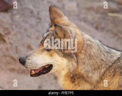 Un ritratto di un lupo messicano. Foto Stock