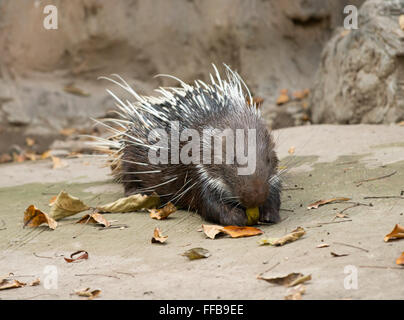 Coundou: la malese, Himalayan istrice, Grandi porcupine (Hystrix brachyura) Foto Stock