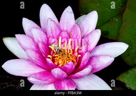 Il Nymphaeaceae sono acquatiche, erbe rhizomatous .i membri di questa famiglia sono comunemente chiamato water lilies Foto Stock