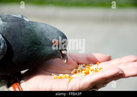 Pigeon mano alimentata - La Paz - Bolivia Foto Stock