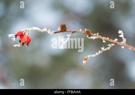 Trasformata per forte gradiente brina sul ramo di una rosa selvatica pianta, Wallowa Valley, Oregon. Foto Stock