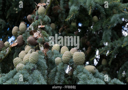 Atlas Cedar (Cedrus atlantica) Foto Stock