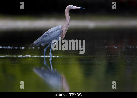 Reddish Garzetta (Egretta rufescens) in piedi in acqua con la riflessione, Fort De Soto Park, Tierra Verde, Florida, Stati Uniti d'America Foto Stock