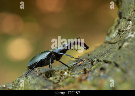 Stag Beetle / Hirschkaefer ( Lucanus cervus ), maschio, sulla corteccia di un albero di quercia, retroilluminato situazione, vista laterale, nice background. Foto Stock