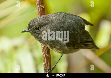 Petroica australis, Nuova Zelanda Robin, Ulva isola, Isola Stewart, Nuova Zelanda Foto Stock