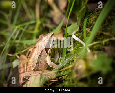 Rana comune (rana temporaria) tra l'erba verde Foto Stock