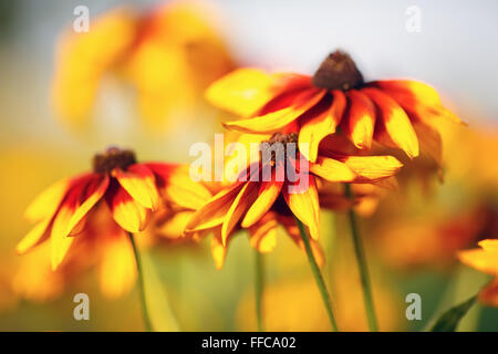 Close-up di colore giallo brillante e fiori di echinacea. Messa a fuoco morbido effetto. Profondità di campo. Messa a fuoco selettiva. Foto Stock