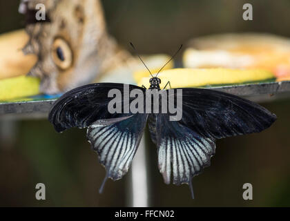 Maschio di Grande Farfalla mormone (Papilio memnon) Foto Stock