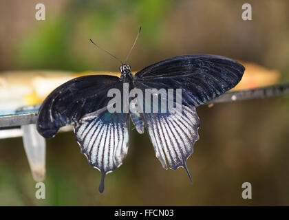 Maschio di Grande Farfalla mormone (Papilio memnon) Foto Stock