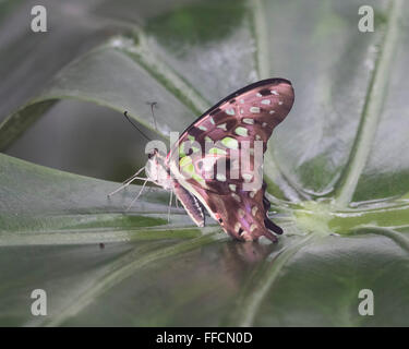 Malachite butterfly (Siproeta stelenes) in appoggio su una foglia Foto Stock