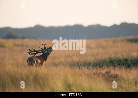 Red Deer / Rothirsch ( Cervus elaphus ), feste di addio al celibato, rumoreggianti profondamente, nella vasta prateria aperta, con soffio cloud, al tramonto. Foto Stock