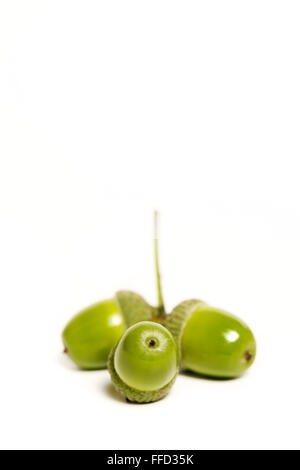 Un studio shot tre un verdi maturi acorn sparato contro un sfondo bianco Foto Stock