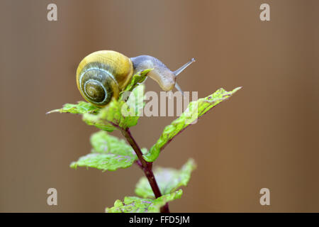 Un piccolo giallo a bande lumaca giardino arrampicarsi su una pianta di giardino Foto Stock