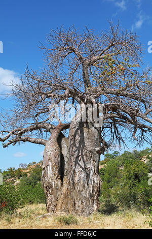 Monkey-albero del pane, Mapungubwe National Park, Sud Africa, Adansonia digitata Foto Stock