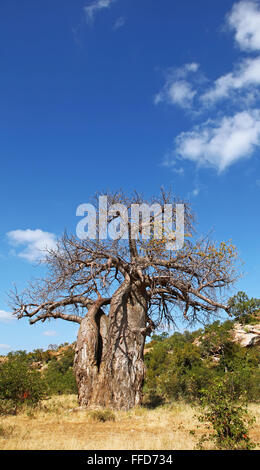 Monkey-albero del pane, Mapungubwe National Park, Sud Africa, Adansonia digitata Foto Stock