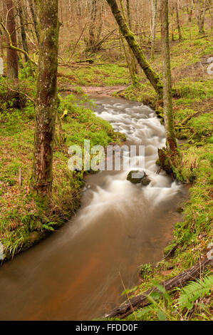 Il Fairy Glen Stream Foto Stock