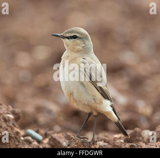 Isabelline Culbianco Oenanthe isabellina molla di cipro Foto Stock