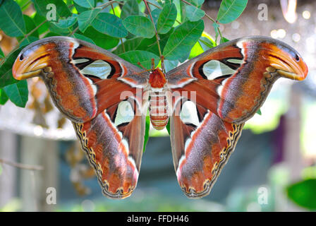 Lepidottero di Atlante Foto Stock