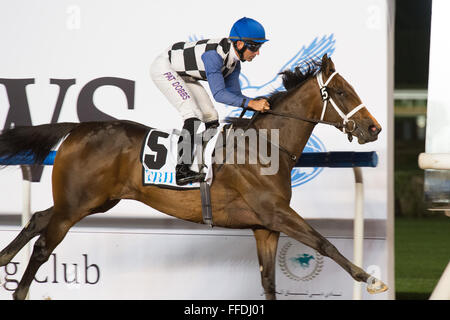 Meydan, 11 febbraio, 2016. Pat Dobbs gite sul fiume polare per win UAE 1000 Guinea per istruttore Doug Watson a Meydan in Dubai World Cup Carnival Credit: Tom Morgan/Alamy Live News Foto Stock