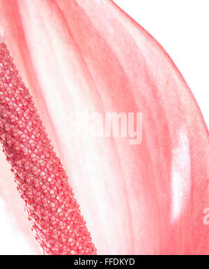 Close up di Anthurium fiore, profondità di campo. Foto Stock