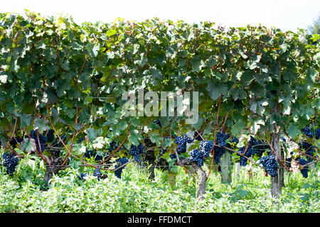 I grappoli di maturazione uve Sangiovese che cresce su una vite in Toscana Foto Stock