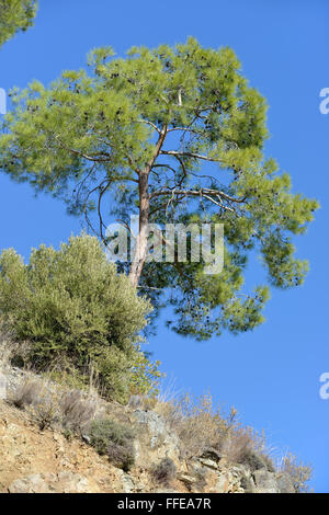 Calabrese o il turco Pino - Pinus brutia Monti Troodos, Cipro Foto Stock