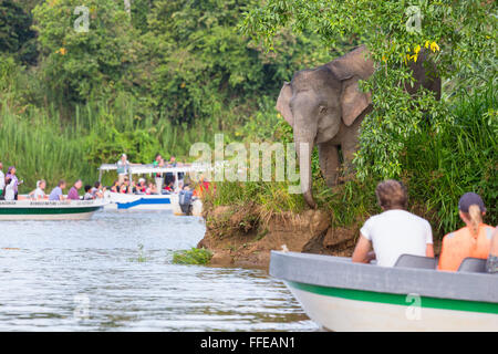 I turisti a guardare wild Bornean elefanti pigmei dalle barche sul fiume Kinabatangan, Sabah, Malaysia Foto Stock