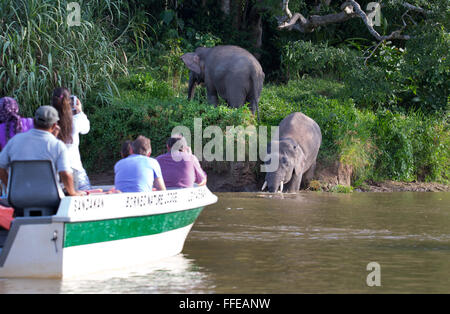 I turisti a guardare wild Bornean elefanti pigmei dalle barche sul fiume Kinabatangan, Sabah, Malaysia Foto Stock