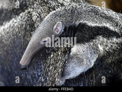 Zlin, Repubblica Ceca. 12 Feb, 2016. Un cucciolo di Giant Anteater (Myrmecophaga tridactyla) aderisce a sua madre allo zoo di Zlin, Repubblica ceca, 12 febbraio 2016. Il bambino è nato il 17 dicembre 2015. © Dalibor Gluck/CTK foto/Alamy Live News Foto Stock