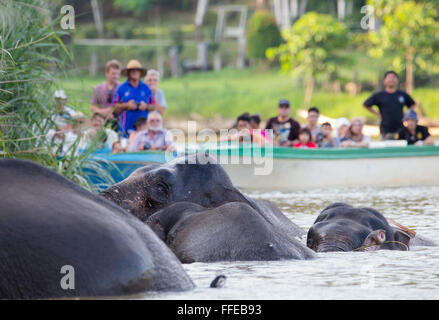 I turisti a guardare wild Bornean elefanti pigmei dalle barche sul fiume Kinabatangan, Sabah, Malaysia Foto Stock