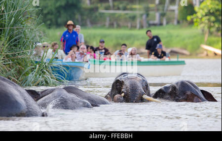 I turisti a guardare wild Bornean elefanti pigmei dalle barche sul fiume Kinabatangan, Sabah, Malaysia Foto Stock