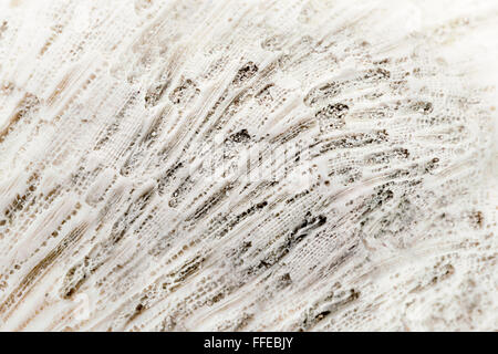 Macro closeup sbiancato corallo morto texture. Foto Stock