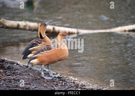 Bel ritratto di sibilo fulvous anatra in wild Foto Stock