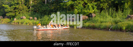 Bornean elefante pigmeo (Elephas maximus borneensis), fiume Kinabatangan, Sabah, Malaysia Foto Stock