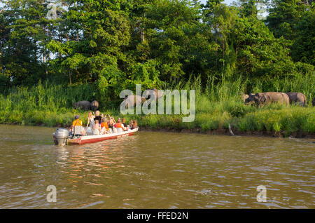 Bornean elefante pigmeo (Elephas maximus borneensis), fiume Kinabatangan, Sabah, Malaysia Foto Stock