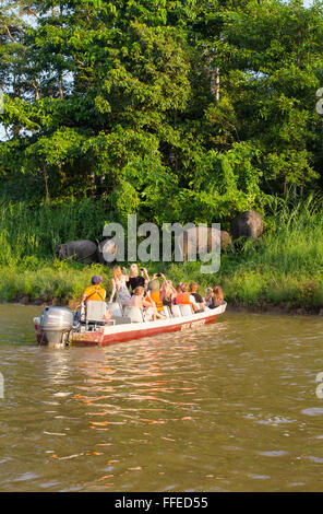 Bornean elefante pigmeo (Elephas maximus borneensis), fiume Kinabatangan, Sabah, Malaysia Foto Stock